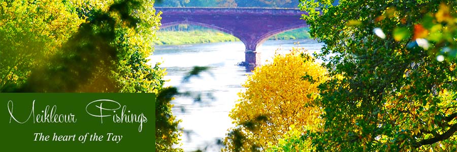 Upper Islamouth Great Salmon Frishing on The Tay
